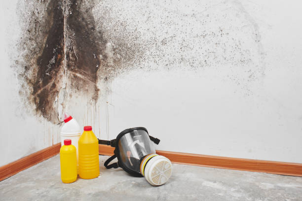 Best Local Mold Removal Service  in Mount Zion, GA
