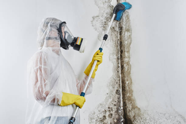 Professional Mold Removal in Mount Zion, GA