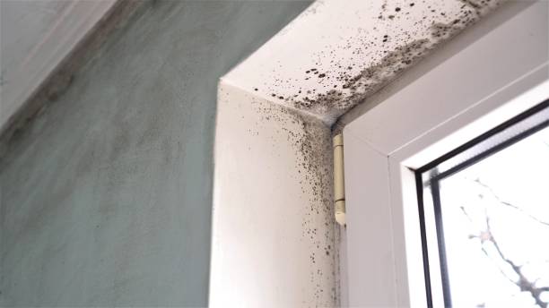 Best Office Mold Removal Services  in Mount Zion, GA