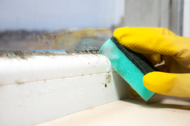 Best Mold Testing and Removal  in Mount Zion, GA