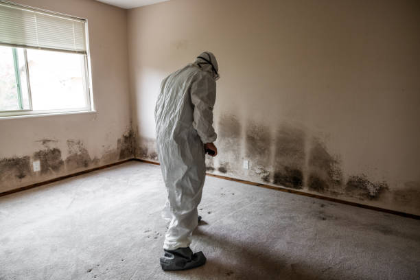 Best Certified Mold Removal  in Mount Zion, GA