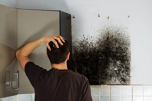 Best Mold Remediation  in Mount Zion, GA